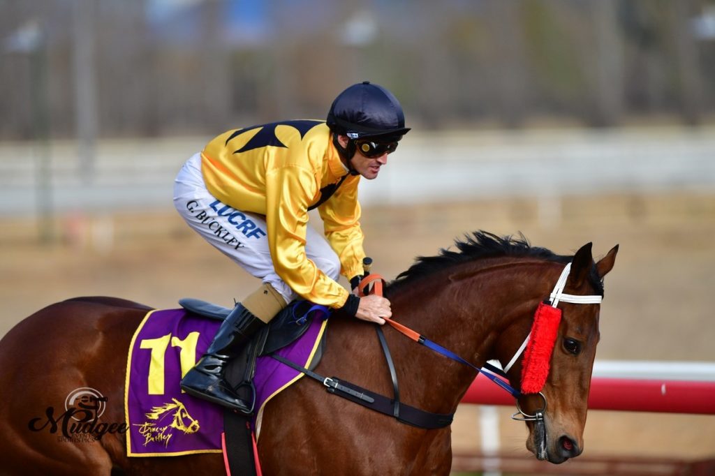 Jockey and horse at Mudgee Race Club